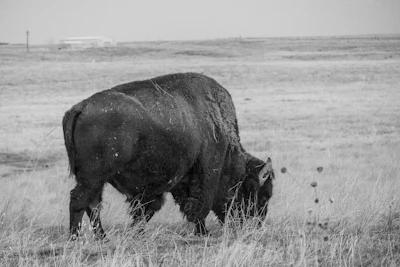 Buffalo