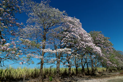 Liberia